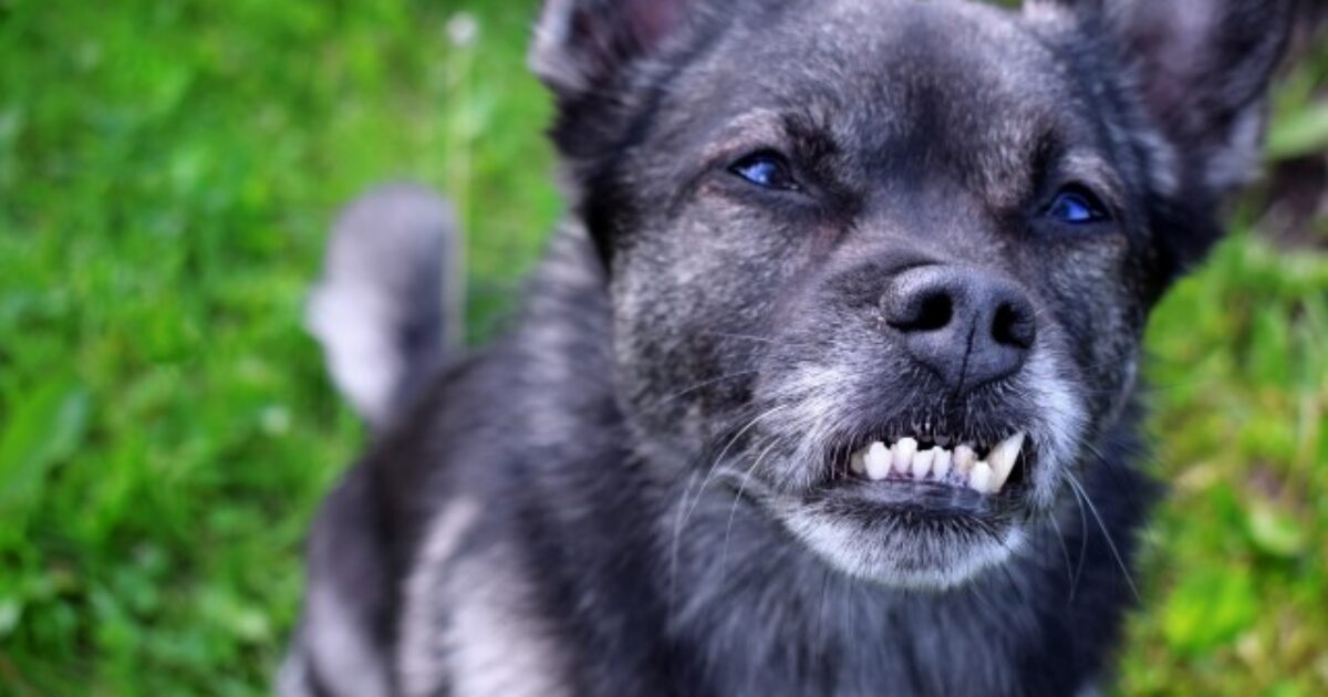 Dog bites lead to many mail carriers being injured on the job